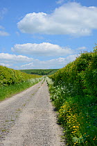 Farm track leading to The Ridgeway with Cow parsley (Anthriscus sylvestris) and Buttercups (Ranunculus acris) flowering on the verges, Berwick Basset, Marlborough Downs, Wiltshire, UK, June.