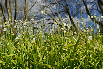 Low angle view of Few-flowered Leek (Allium paradoxum) a highly invasive Asian species which displaces native spring flora in the UK, growing in a dense carpet, Marlborough Downs woodland, Wiltshire,...