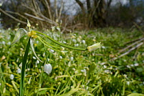 Few-flowered Leek (Allium paradoxum) a highly invasive Asian species which displaces native spring flora in the UK, growing in a dense carpet, Marlborough Downs woodland, Wiltshire, UK, April.