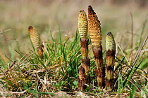 Spore cones of Great horsetail (Equisteum telmateia) amerging from marshy ground around a pond, Wiltshire, UK, April.