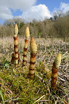Low angle view of Great horsetail (Equisteum telmateia) spore cones emerging from marshy ground fringing a pond, Wiltshire, UK, April.