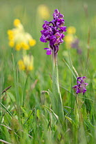 Green-winged orchids (Orchis / Anacamptis morio) flowering in a traditional hay meadow alongside Cowslips (Primula veris), Wiltshire UK, May.