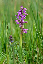 Green-winged orchid (Orchis / Anacamptis morio) flowering in a traditional meadow, Wiltshire UK, May.