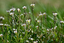 Hairy Bitter Cress (Cardamine hirsuta) clump flowering in chalk grassland meadow, Wiltshire, UK, April.