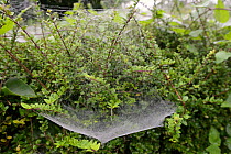 Hammock web of money spider / Hammock-weaver (Linyphidae) suspended by numerous tangled silk strands, Wiltshire garden hedge, UK, September.