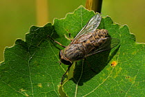 Band-eyed brown horsefly / Horse fly (Tabanus bromius) basking on leaf, Wiltshire woodland, UK, July.