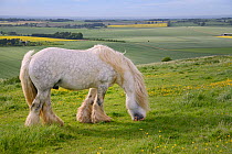 Grey Irish Gypsy cob stallion (Equus caballus) grazing rough pastureland on Hackpen Hill with Oilseed rape (Brassica napus) and other arable crops in the background, The Ridgeway, Winterbourne Bassett...