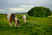 Irish Gypsy cob (Equus caballus) grey stallion and piebald mare grazing on rough pastureland on Hackpen Hill with a Beech clump (Fagus sylvaticus) in the background, The Ridgeway, Winterbourne Bassett...