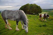 Two Irish Gypsy cob mares (Equus caballus), one dapple grey - grazing and one piebald - walking on rough pastureland on Hackpen Hill with a Beech clump (Fagus sylvaticus) in the background, The Ridgew...
