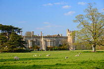 Sheep grazing in front of Lacock Abbey in spring sunshine, near Chippenham, Wiltshire, UK, May.
