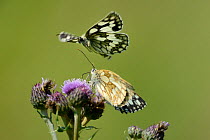 Female Marbled white butterfly (Melanargia galathea) feeding on a Creeping thistle flower (Cirsium arvense) in a chalk grassland meadow as a male hovers above to court her, Wiltshire, UK, July.