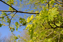 Norway maple (Acer platanoides) young leaves and flowers in spring, Wiltshire, UK, May.