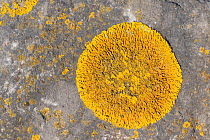 Circular patch of Common orange lichen (Xanthoria parietina) growing on rocks just above the high tide line, Severn Beach, Somerset, UK, April.