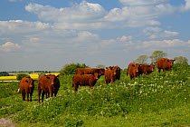 Herd of Red Ruby Devon bullocks (Bos taurus) standing in rough pastureland among a stand of Cow parsley (Anthriscus sylvestris) on The Ridgeway, Berwick Bassett, Marlborough Downs, Wiltshire, UK, June...