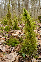 Rough-stalked Feather-moss (Brachythecium rutabulum) growing up tree saplings in damp woodland, Lower woods, Gloucestershire, UK, March.