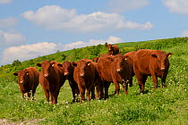 Herd of Red Ruby Devon bullocks (Bos taurus) standing in rough pastureland among a stand of Cow parsley (Anthriscus sylvestris) on The Ridgeway, Berwick Bassett, Marlborough Downs, Wiltshire, UK, June...