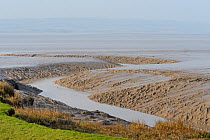 Saltmarsh edge and tidal creek through mudflats at low tide on the Severn Estuary, Somerset, UK, March.