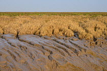 Saltmarsh edge and Common cord grass (Spartina anglica) stabilising mudflats fringing a tidal creek, Severn Estuary, Somerset, UK, March.