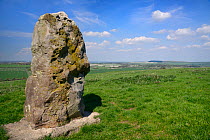 Sarsen stone megalith on the Ridgeway near Barbury Castle, Marlborough Downs, Wiltshire, UK, May.