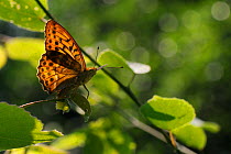 Male Silver-washed fritillary butterfly (Argynnis paphia) sunning in dappled light on woodland edge, Wiltshire, UK, July.
