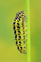 Larva of Six-spot burnet moth (Zygaena filipendulae) with short hairs preparing to pupate on a grass stem in a chalk grassland meadow, Wiltshire, UK, June.