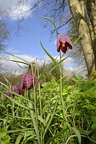 Snake's head fritillary (Fritillaria meleagris) flowering on damp road verge, probably garden escapee, Marlborough Downs, Wiltshire, UK, April.