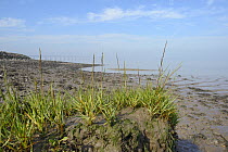 Saltmarsh edge on the Severn estuary stabilised with flowering Spartina / Cord grass (Spartina sp.) with the second Severn crossing on the background, Somerset, UK, September.