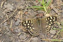 Speckled wood butterfly (Pararge aegeria) well camouflaged sunning on a woodland footpath, Wiltshire, UK, June.