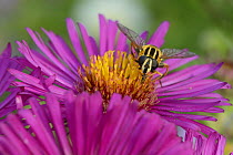 Head on view of a Sunfly (Helophilus pendulus) feeding on on Pink aster (Aster novae-angliae) in a Wiltshire garden, UK, September.