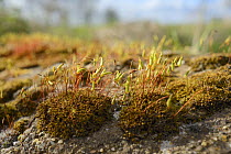 Low angle view of Capillary Thread-moss (Bryum capillare) cushions with ripening spore capsules growing on a roadside boulder, Wiltshire, UK, April.