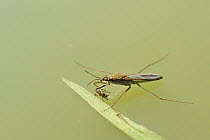 Pond skater / Water strider (Gerris lacustris) with aphid prey on a pond surface, Wiltshire, UK, May.