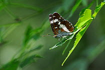 Male White admiral butterfly (Limenitis camilla) standing on sunlit leaves, guarding its territory and looking out for mates, Woodland edge, Wiltshire, UK, July.