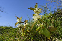Low angle view of White dead nettles (Lamium album) growing on a roadside bank, Wiltshire, UK, April.