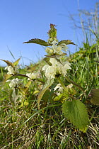 Low angle view of White dead nettles (Lamium album) growing on a roadside bank, Wiltshire, UK, April.