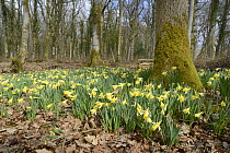 Carpet of Wild daffodils / Lent lilies (Narcissus pseudonarcissus) flowering in coppiced woodland, Lower woods, Gloucestershire, UK, March.