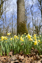 Low angle view of a carpet of Wild daffodils / Lent lilies (Narcissus pseudonarcissus) flowering in coppiced woodland, Lower woods, Gloucestershire, UK, March.