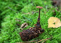 Ear-pick fungus (Auriscalpium vulgare)  growing from a buried pine cone, excavated for photograph, Surrey, England, UK, September.