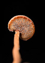 View of the underside of the cap of an Ear-pick fungus (Auriscalpium vulgare), showing spines, Surrey, England, UK, October.
