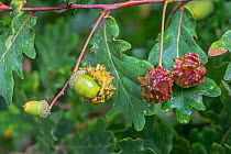 Knopper galls on English oak (Quercus robur) acorns, Knopper galls are chemically induced distortions caused by gall wasps (Andricus quercuscalicis) laying eggs in the acorn buds, Surrey, England, UK,...