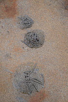 Lugworm (Arenicola marina) casts on a beach, Shetland Islands, Scotland, UK, November.