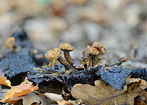 Powdery piggyback toadstool  (Asterophora lycoperdoides) parasitising a rotting Russula fungi, Surrey, England, UK, September.