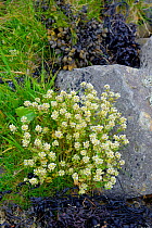 Common scurvy grass (Cochlearia officinalis), Shetland Islands, Scotland, UK, May.