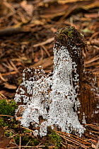 Slime mould (Fuligo candida) growing on a tree stump, Surrey, England, UK, September.