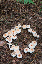 Spotted toughshank (Collybia maculata) growing in a ring, Surrey, England, UK, September.