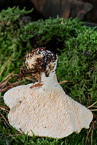 Wood hedgehog (Hydnum repandum) fungi, upturned to show spines, Surrey, England, UK, September.Edible