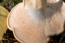 Wood hedgehog (Hydnum repandum) fungi, upturned to show spines, Surrey, England, UK, September.