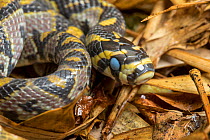 Mandarin ratsnake (Euprepiophis  mandarinus) with its eyes clouded over indicating a pre-shed condition. Captive.