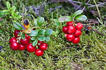 Cowberry (Vaccinium vitis-idaea) Hallam Moor, Peak District, England, UK, August.