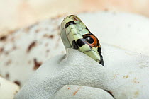 Leopard snake (Zamenis situla) hatching.