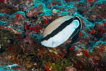 Banded angelfish (Apolemichthys arcuatus) Hawaiian endemic species. Lehua Ledges dive site, Lehua Rock, near Niihau, off Kauai, Hawaii, USA.